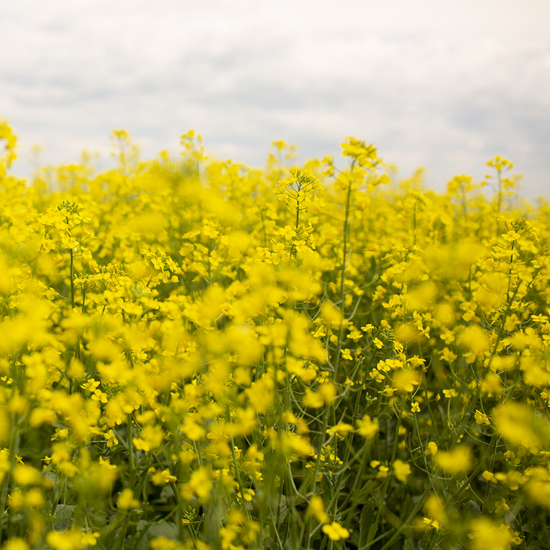 Close up of canola field blooms